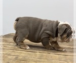 Small Photo #5 Bulldog Puppy For Sale in LAWRENCE, IN, USA