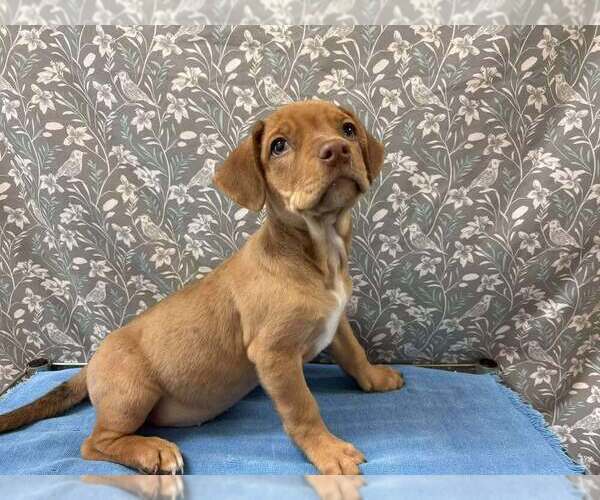 Medium Photo #8 Mutt Puppy For Sale in New York, NY, USA