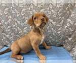 Small #7 Mutt