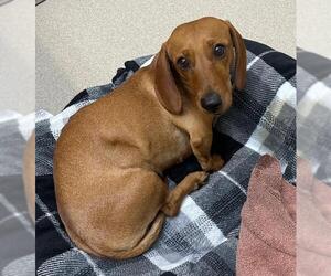 Dachshund Dogs for adoption in Los Angeles, CA, USA