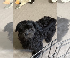 Shih-Poo Puppy for sale in GLOUCESTER, VA, USA