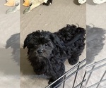 Image preview for Ad Listing. Nickname: Stella