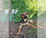 Small Photo #2 Mutt Puppy For Sale in San Diego, CA, USA