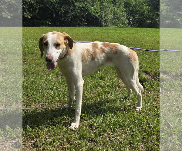 Medium Photo #6 Brittany-Treeing Walker Coonhound Mix Puppy For Sale in Attalka, AL, USA