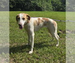 Small #5 Brittany-Treeing Walker Coonhound Mix