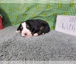 Puppy Hector Bernese Mountain Dog