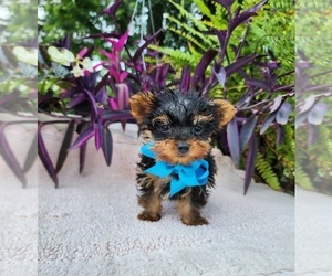 Yorkshire Terrier Puppy for sale in INDIANAPOLIS, IN, USA