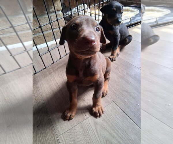 Medium Photo #1 Doberman Pinscher Puppy For Sale in SPRING, TX, USA