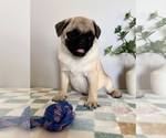 Small Photo #5 Pug Puppy For Sale in INDIANAPOLIS, IN, USA