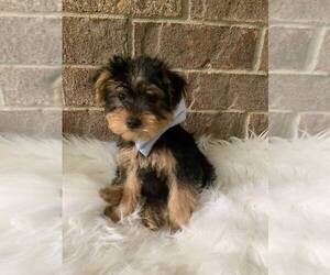 Yorkshire Terrier Puppy for sale in BASSFIELD, MS, USA