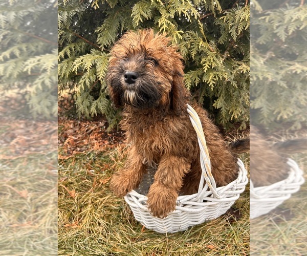 Medium Photo #2 Whoodle (Miniature) Puppy For Sale in MIDDLEBURY, IN, USA