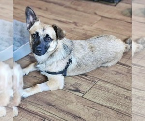 Chi-Corgi Dogs for adoption in Fultonham, NY, USA
