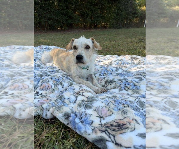 Medium Photo #14 Chihuahua-Unknown Mix Puppy For Sale in Princeton, MN, USA