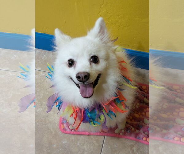 Medium Photo #1 American Eskimo Dog Puppy For Sale in Pikesville, MD, USA