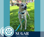 Small #1 Chihuahua Mix