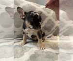 Small #18 French Bulldog