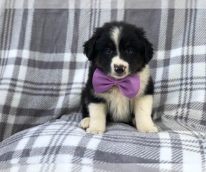 Australian Shepherd Puppy for sale in LAKELAND, FL, USA