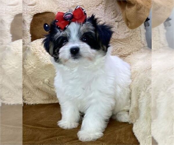 Medium Photo #1 Morkie Puppy For Sale in DALLAS, TX, USA