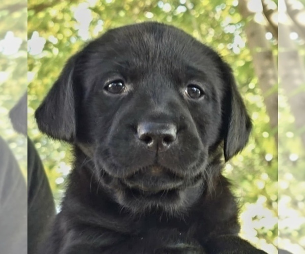Medium Photo #3 Labrador Retriever Puppy For Sale in BROWNS VALLEY, CA, USA