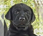 Small #2 Labrador Retriever