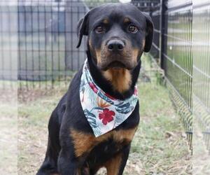 Rottweiler Dogs for adoption in San Antonio, TX, USA