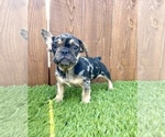 Small Photo #16 French Bulldog Puppy For Sale in BATON ROUGE, LA, USA