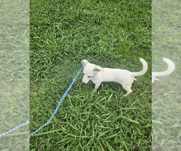 Medium Photo #7 Chiweenie Puppy For Sale in Cranston, RI, USA