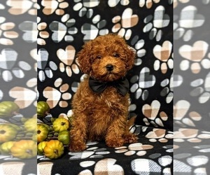 Poodle (Toy) Puppy for sale in GLEN ROCK, PA, USA