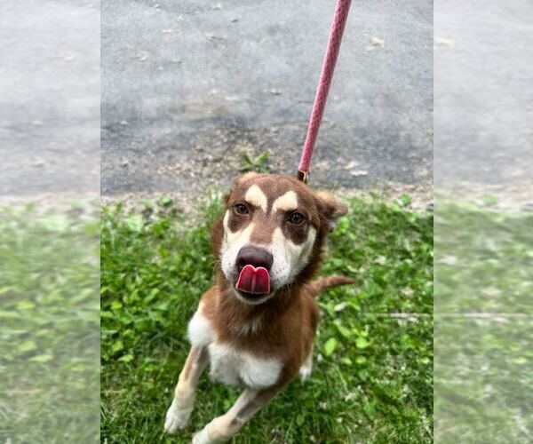 Medium Photo #1 Mutt Puppy For Sale in Elmsford, NY, USA