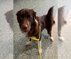 Border Collie-Unknown Mix Dogs for adoption in Salisbury, NC, USA