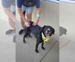 Small #1 Labrador Retriever Mix