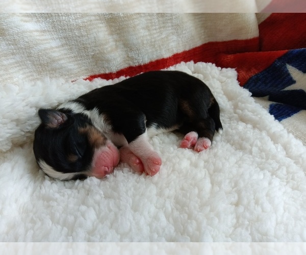 Medium Photo #3 Miniature Australian Shepherd Puppy For Sale in BONNERS FERRY, ID, USA