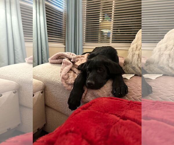 Medium Photo #13 Labrador Retriever-Unknown Mix Puppy For Sale in Sandy, UT, USA