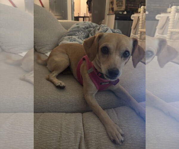 Medium Photo #3 Chihuahua-Unknown Mix Puppy For Sale in Aurora, CO, USA