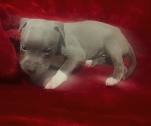 Medium American Pit Bull Terrier