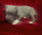 Puppy Puppy 2 American Pit Bull Terrier