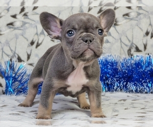 French Bulldog Puppy for sale in NEW YORK, NY, USA