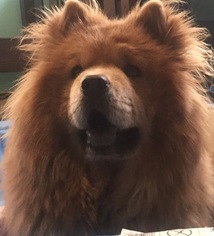 Mother of the Chow Chow puppies born on 10/20/2018