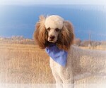 Small Photo #1 Poodle (Standard) Puppy For Sale in OLATHE, CO, USA