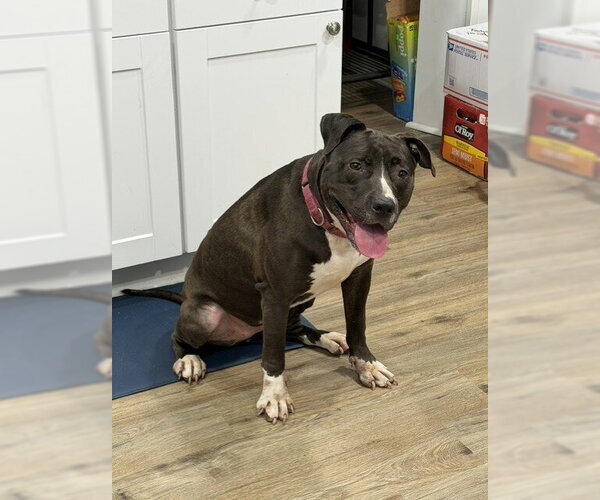Medium Photo #4 Mutt Puppy For Sale in Springdale, PA, USA