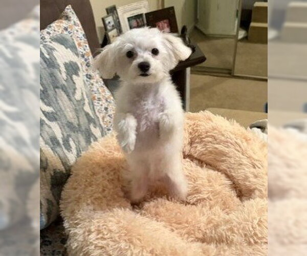 Medium Photo #2 Maltipoo (Miniature) Puppy For Sale in Katy, TX, USA