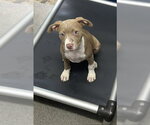 Small Labrador Retriever Mix