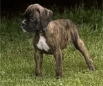 Small #1 Boxer
