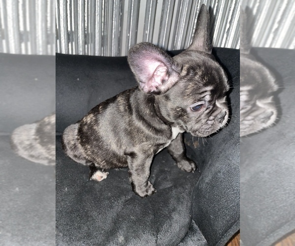 Medium Photo #54 French Bulldog Puppy For Sale in NEWARK, NJ, USA