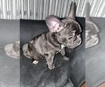 Small Photo #54 French Bulldog Puppy For Sale in NEWARK, NJ, USA