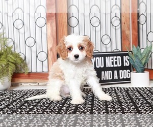 Cavapoo Puppy for sale in NAPLES, FL, USA