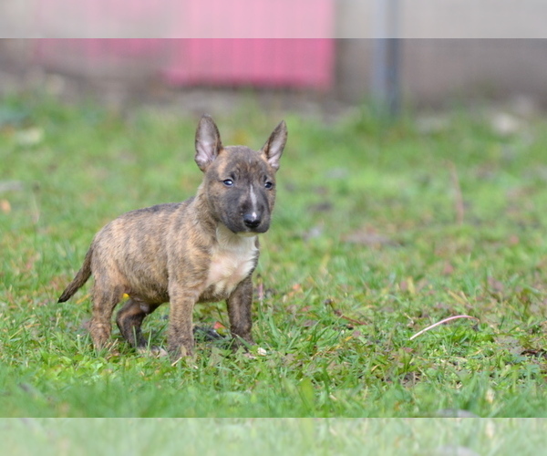 Medium Photo #18 Miniature Bull Terrier Puppy For Sale in Kiskoros, Bacs-Kiskun, Hungary