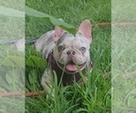 Small Photo #1 French Bulldog Puppy For Sale in HOUSTON, TX, USA