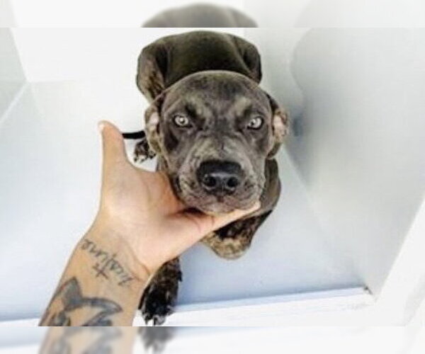 Medium Photo #1 Mutt Puppy For Sale in Houston, TX, USA