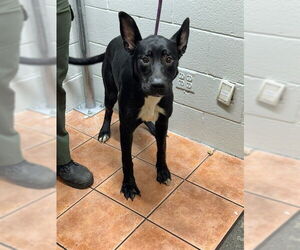 American Pit Bull Terrier-Unknown Mix Dogs for adoption in Downey, CA, USA